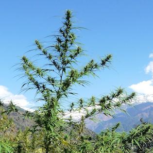 The Real Seed Company - Nanda Devi