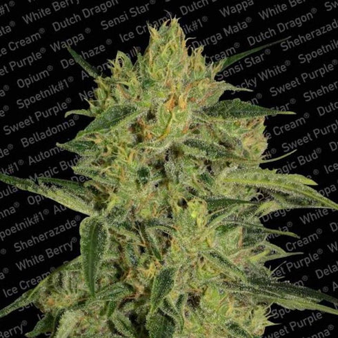 Paradise Seeds - Nebula I:I CBD