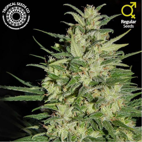 Tropical Seeds - Nepal Highland