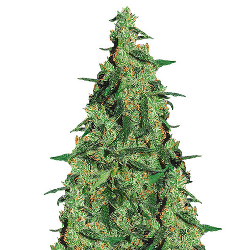 Flying Dutchmen - Nepal Kush