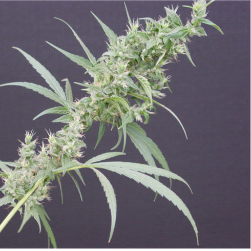 Mr Nice Seedbank - Neville's Haze x Mango