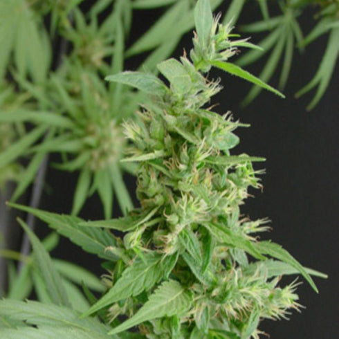 Mr Nice Seedbank - Neville's Haze