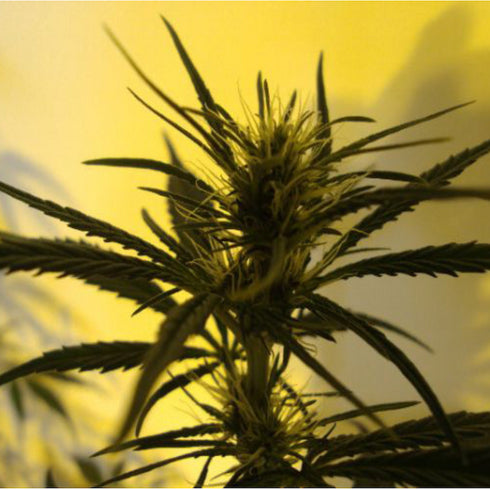 Mr Nice Seedbank - Neville's Skunk