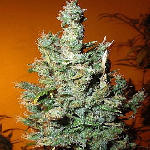 Secret Valley Seeds - Jamaican Grape