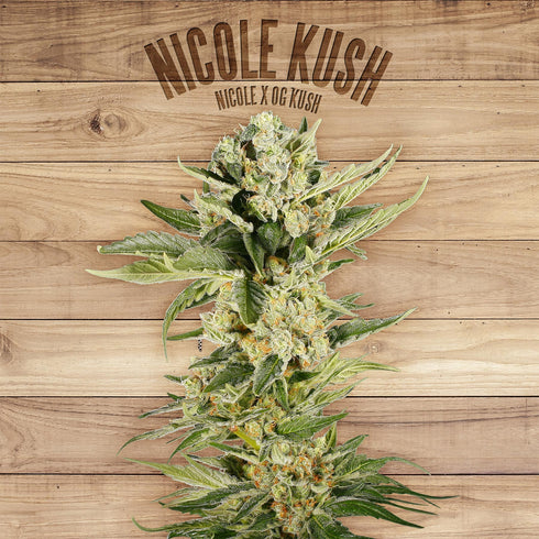 The Plant - Nicole Kush