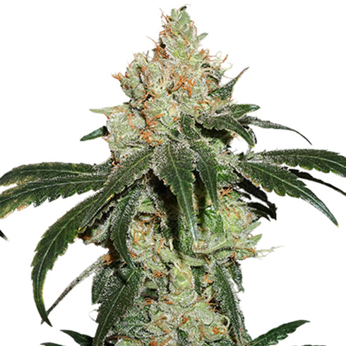 Seed Stockers Seeds - Nicole Cream Auto