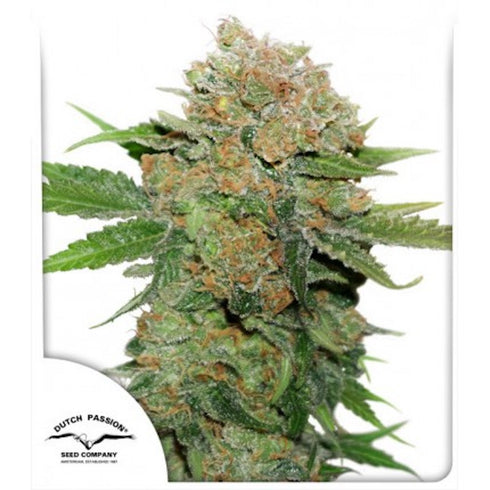 Dutch Passion - Night Queen