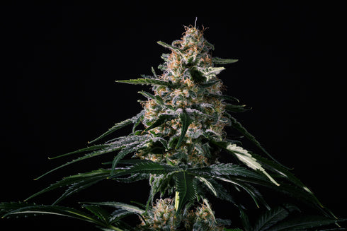 Medical Marijuana Genetics - Nightingale (NN - 1)