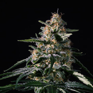 Lineage Genetics - Nightingale