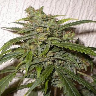 Flash Seeds - Nirvana Sky Autoflowering