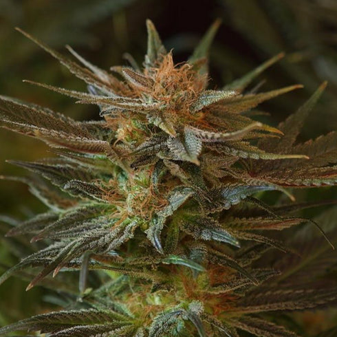 Mr Nice Seedbank - NL5 x Afghan