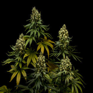 Lineage Genetics - NL #5 x Critical