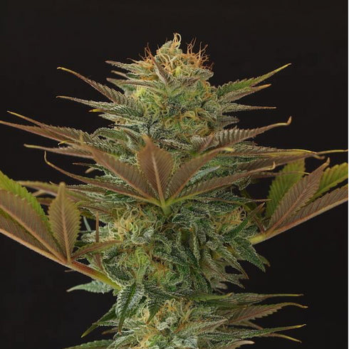 Mr Nice Seedbank - NL5 x Haze