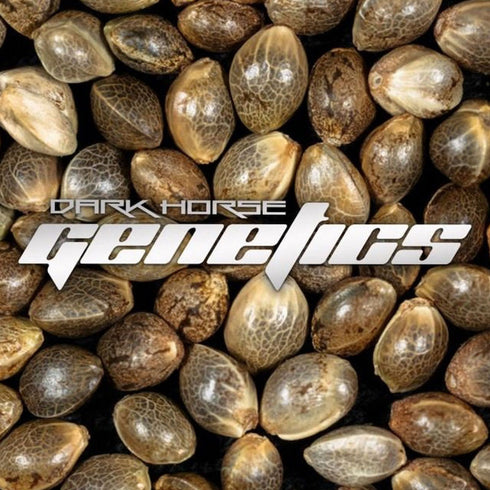 Dark Horse Genetics - Mr Zoftee