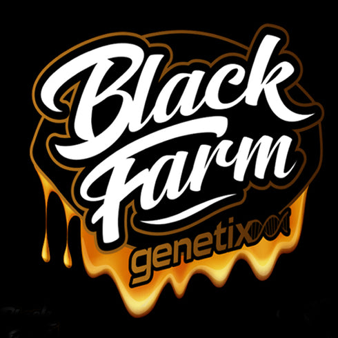 Black Farm Genetix - Orange Octane