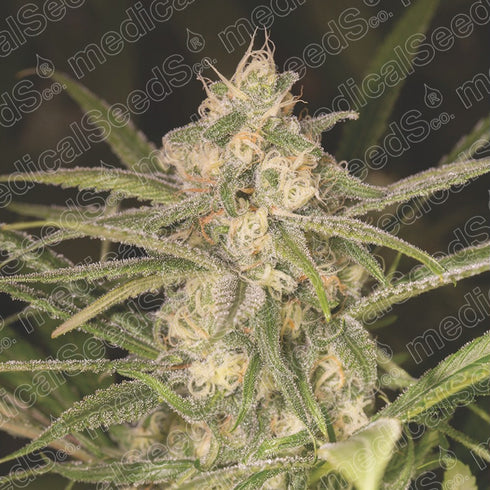 Medical Seeds - No Name