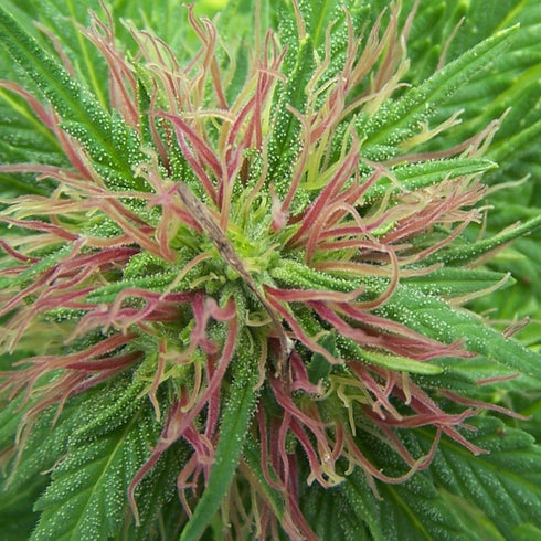 Mr Nice Seedbank - Nordle (Afghan Skunk)