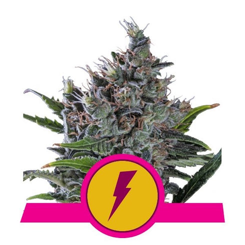 Royal Queen Seeds - Northern Thunderfuck