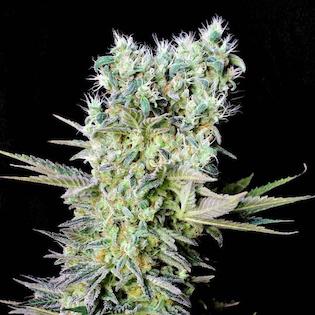 Genehtik Seeds - Northern Lights X