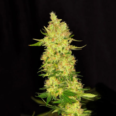 Dready Seeds - Northern Cheese