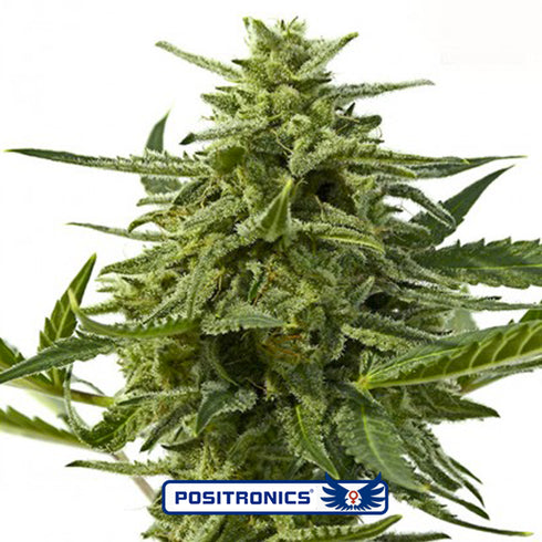 Positronic Seeds - Northern Haze Express