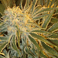 Sagarmatha Seeds - Northern Lights #9