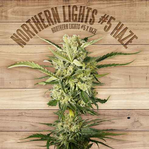 The Plant - Northern Lights #5 Haze
