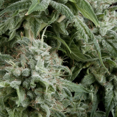 Pyramid Seeds - Northern Lights CBD Auto