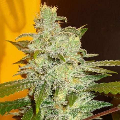 Expert Seeds - Northern Lights