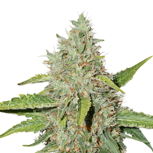 Seed Stockers Seeds - Northern Lights