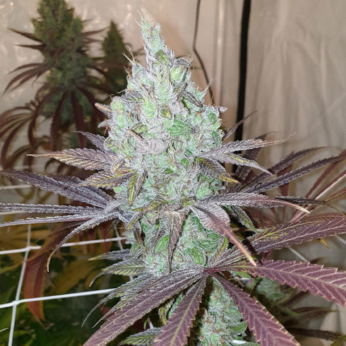 Karma Genetics - Now N Frutti