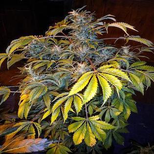 Flash Seeds - Number One Autoflowering