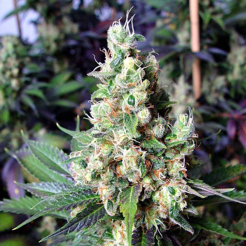 Soma Seeds - NYC Diesel