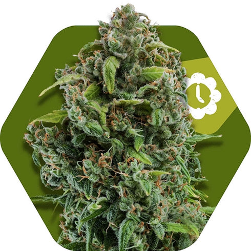 Zambeza Seeds - NYC Diesel Auto