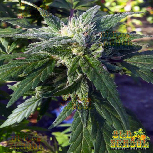 Reeferman - Mighty Mite