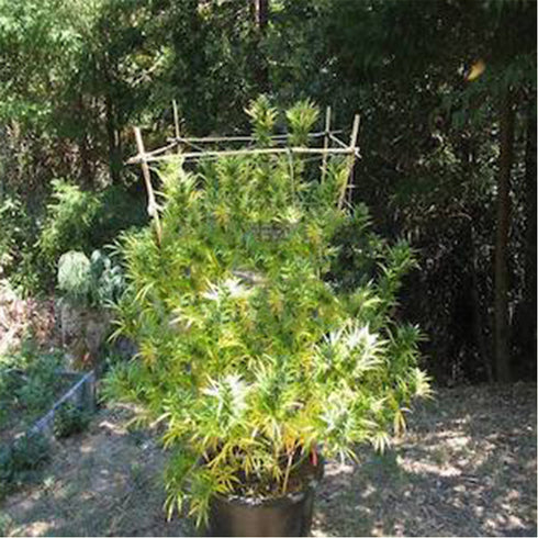 Flash Seeds - Octopussy SuperAuto