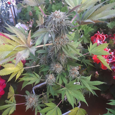 The Original Big Buddha Family Farms - Off Road