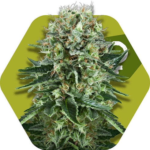 Zambeza Seeds - OG Bubble Gum