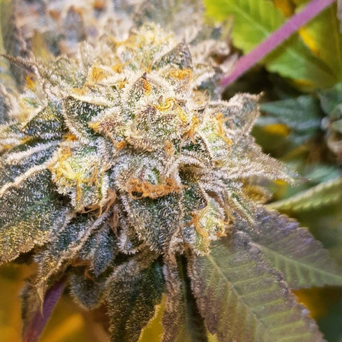 The Original Big Buddha Family Farms - Original Cheese