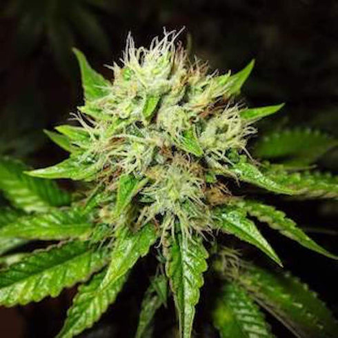 Nirvana Seeds - OG Kush Auto