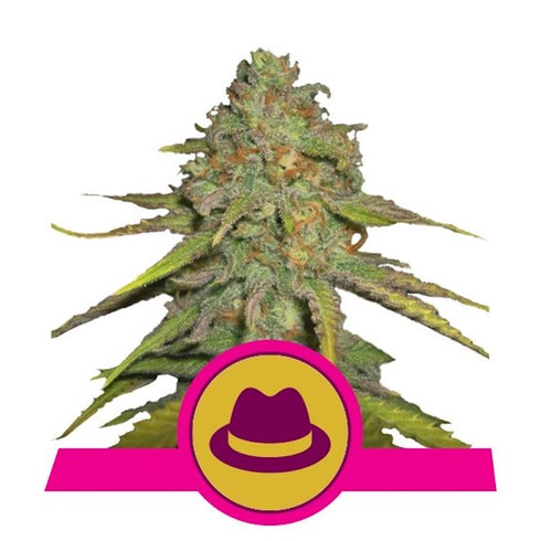 Royal Queen Seeds - O.G. Kush