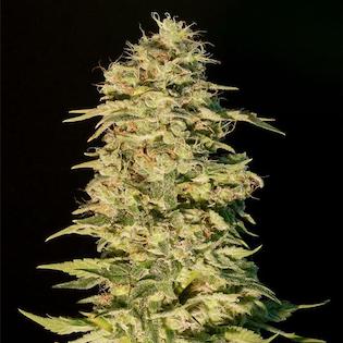 Genehtik Seeds - OG Lemon Bilbo