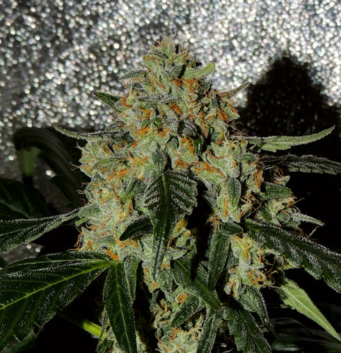 Karma Genetics - Karma OG Jack