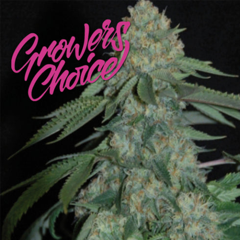 Growers Choice - K.O. Kush