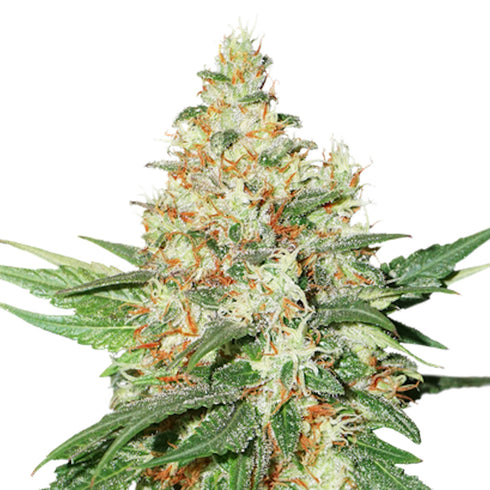 Seed Stockers Seeds - Candy Dawg Auto (Previously OG Kandy Kush Auto)