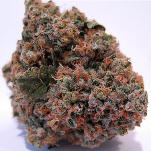 Grand Daddy Purple - OG Kush