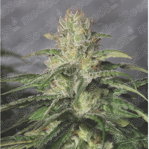 Medical Seeds - OG Kush CBD