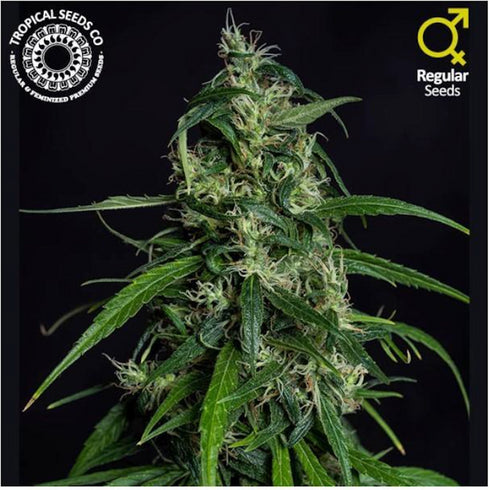 Tropical Seeds - Old Afghan NLD  (Limited Edition)