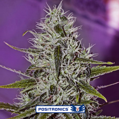 Positronic Seeds - One Love Haze