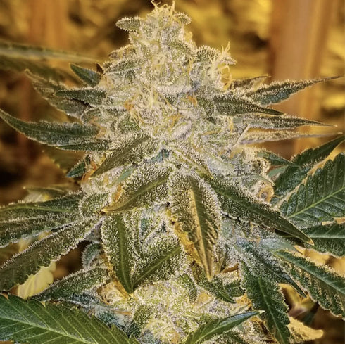 Oni Seed Co - Tropicana Kush